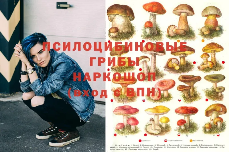 Галлюциногенные грибы Psilocybe  где найти наркотики  Богданович 